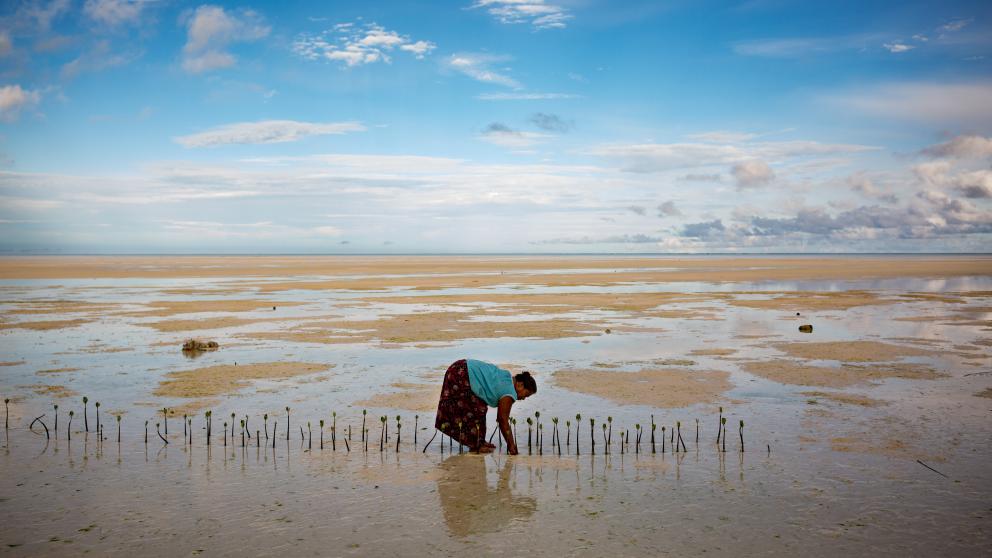Ohne effektiven Klimaschutz sind viele Inselstaaten gefährdet: Der steigende Meeresspiegel bedroht das Leben auf der Pazifikinsel North Tarawa. Eine Frau pflanzt Mangroven zum Schutz vor Küstenerosion an.